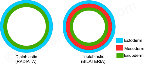 Bilateral symmetry, types of symmetry, symmetry in animals, Radiata, diploblastic, triploblastic, radiata and bilateria 